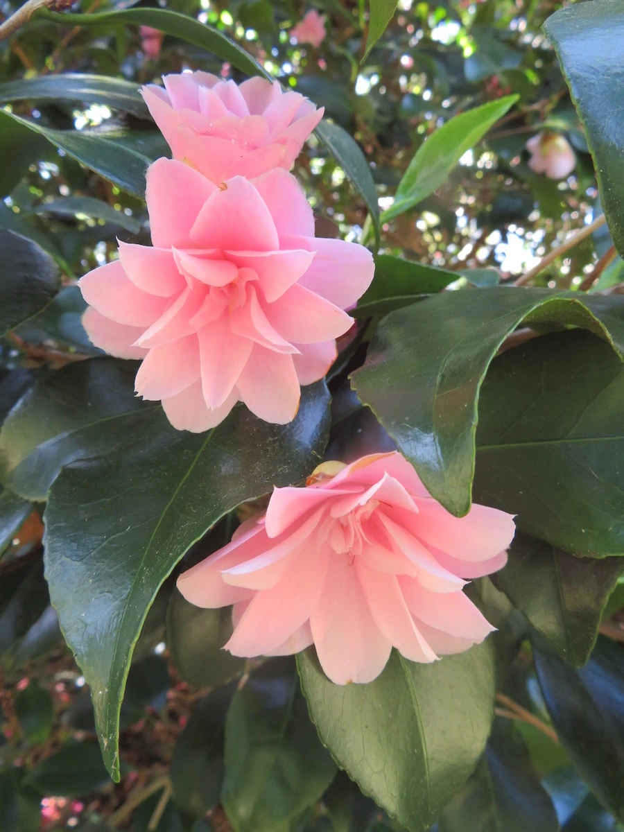 Peach Blossom